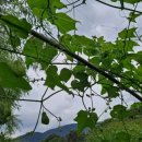 파주정수농장 이미지