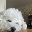 9월 셋째주 주간일기 (서울요양, 부암동 쭈꾸미, 홍은동 태무든, 후암동 무니, 세종 부강옥, 생일선물...