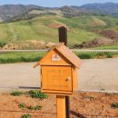 소흘농협경제사업소 | 서산 한우목장 웰빙산책로 : 벚꽃 4월 7일 실시간 개화 현황 및 절정 만개 시기 (애견 동반, 주차 정보...