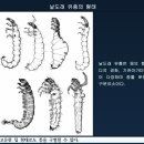 2025.6.7.(토) 수서 생태계 - 정광수 강사님 이미지