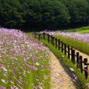 섬진강변 철쭉길 | 섬진강변 철쭉길을 걸으며 감탄하는 이유