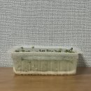(주)자라나는씨앗 | 다이소 새싹비타민채 키우기 일주일 프로젝트