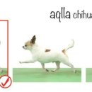 SHOWDOG