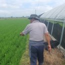 비산농장 | 드론 제초제 비산에 의한 딸기 생육 피해 증상 분석 및 예방 전략 분석