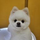 강아지미용실 이미지