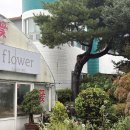 동부지구대 | 강릉시 송정동 꽃집 꽃율 꽃다발