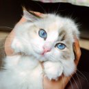 렉돌 냥이 이미지