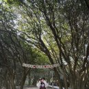 오동도2 | 여수 오동도 동백꽃 개화시기 2월 방문 솔직후기 (주차·동백열차·산책코스)