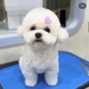 Mong's(몽'스) | 강아지 미용실 몽스 Mong's 방문 후기