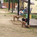 포리더푸들