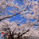 지금이 한창인 벚꽃축제 이미지