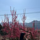 매화길 | 양산 원동 순매원 방문 후기 매화축제 개화현황 및 소풍길 미나리 삼겹살