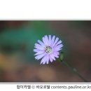 [매일복음(가해) 14-10-17] - “하느님께서는 너희의 머리카락까지 다 세어두셨다. 두려워하지 마라.."(루카 12,1-7) 이미지