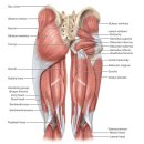 [신체 장기 9988 사용법] 근육(Muscle) - 구부정한 자세는 근육 감소 신호… &#39;앉았다 일어서기&#39; 테스트 해보세요 이미지