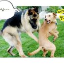 개팔짜상팔짜