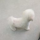 메모리펫살롱 이미지