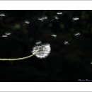 민들레여행 이미지