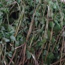 우리산약초 이미지