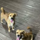 러브독애견카페 이미지