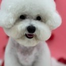 봉쥬르 밀크숑 이미지