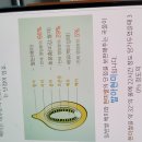 발아현미 효능 이미지