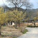 노란 산수유 꽃천지 경북 봉화 ‘띠띠미 마을’ 이미지