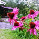 곰배령올레 이미지