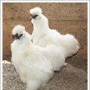 김은희농장 이미지