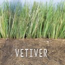 베티버(vetiver) 이미지