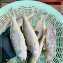 2월 2일(금) 목포는항구다 생선카페 판매생선 [ 참조기(냉동), 갑오징어(냉동,진공포장), 오징어젓, 파백명란젓, 갈치쌈장젓 / 국산 이미지