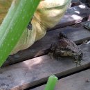 금두꺼비 이미지