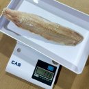 러시아산 냉동 청어 필렛 판매 안내 이미지