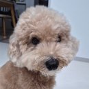 휴소프트 | 강아지 반습식사료 추천 플래티넘 소프트 치킨 편식견 말티푸 후기