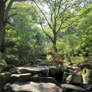 위드댕댕 이미지