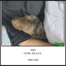 초원동물병원 | 펫로스증후군 반려견 안락사 고통,괴로움 후기