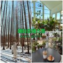 토레스트 | 강화도 카페 메타포레스트 후기 I 숲뷰 힐링카페 추천