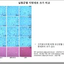 댓 데이