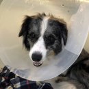 서현 동물병원 이미지