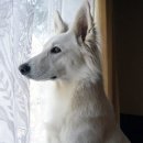 반려동물 애견 미용 이미지