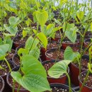 홍농종묘사 이미지