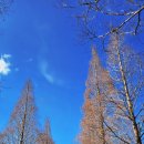 우포늪생태공원 | 주남저수지 근처 메타세콰이어길, 우포늪, 당항만 역사 생태공원 풍경사진 갤러리비우기