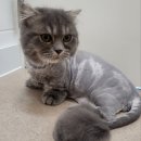 삐삐그루밍 이미지