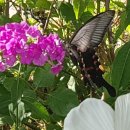 단풍펜션 이미지