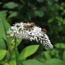 김삿갓면-2 이미지