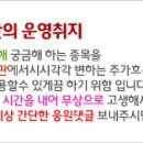 디지탈옵틱 상당히 밀리고 있는 시기 이미지