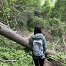 평창백덕산더덕 | 백덕산 등산코스 :: 운교리 마을 - 당재 - 정상 최단코스