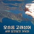 눈먼고래 | 세부 여행 오슬롭 고래상어 투어 모알보알 호핑 세부공항 픽업