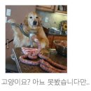 멍멍드림 이미지