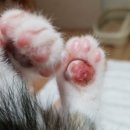 그루밍젤리 이미지