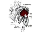 소둔근 Gluteus Minimum 이미지